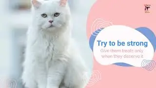 International Cat Day Aug 8