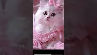 nice cat short video 👍#