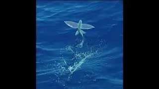 (FREE) ICYTWAT x Divine Council Type Beat 