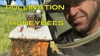 How to start a pollination business with honeybees