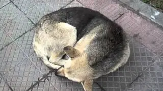 Sleeping curled up dog.