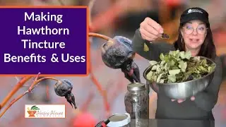 Making Hawthorn Tincture Benefits  & Uses