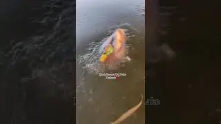 Ducks freezed in dal lake Srinagar Kashmir #sad #ytshorts