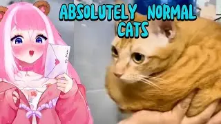 Shylily React To Absolutely normal cats by CAT BRAIN-exe 🦐