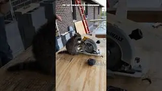 Ricky Raccoon, OSHA rep 🦝 Source Video: nicki__s (TT) #shorts