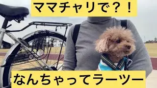 愛犬とラーツにチャレンジ？！　【節約パート主婦とトイプードルの日常】