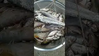 kis kis ko dekna hai kitna bara machli ..