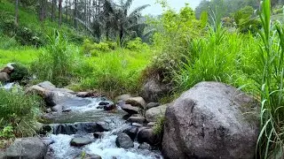 Peaceful River Stream Sounds, Relaxation Nature Video, Forest Ambience, White Noise For Sleep, ASMR