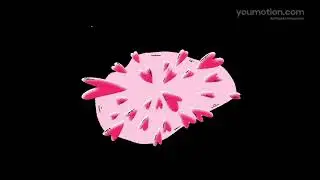 Valentine's Day Heart Logo Reveal | Romantic Pink Love Animation