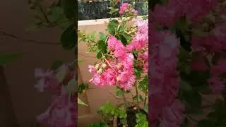 pride of India plant🌸🌸💞