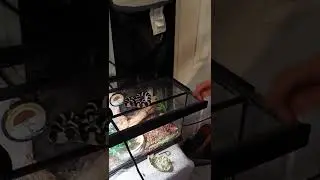 #kingsnake #snakelife