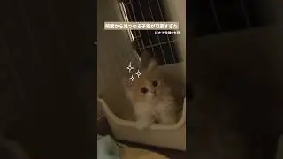 暗闇から見つめる子猫が可愛すぎた #子猫 #猫 #スコティッシュフォールド