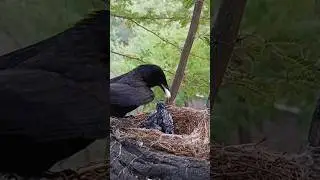Black Drongo bird one baby (p 4) #shorts