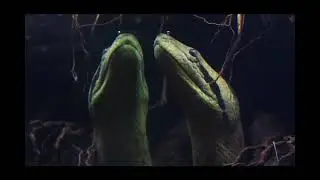 Green anaconda in a biotope aquarium / Зелёная анаконда в биотопном аквариуме