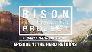 Bison Reintroduction Project – Episode 1: The Herd Returns – Banff National Park