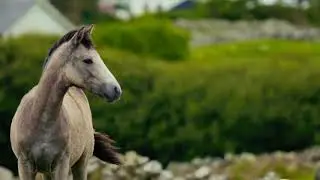 wild horses seen in avaconda