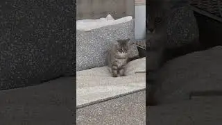 CUTE NG PUSA PAG KATAPOS PALITAN NG BED EKW UNA UMIGA