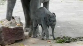 Baby Elefant Khin Yadanar Min im Zoo K&ouml;ln 21.08.2009