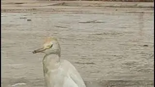 05 Western cattle egret, (Ardea ibis), (Bubulcus ibis), H&eacute;ron garde-b&oelig;ufs, بلشون القطعان الغربي