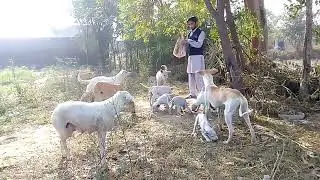Bhai Tajammul Hussain feeding street puppies| T H Shelter Home| Animal Aid Unlimited Pak