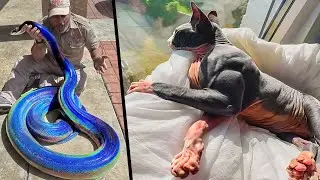 Animais Únicos Que Ganharam Na Loteria Genética