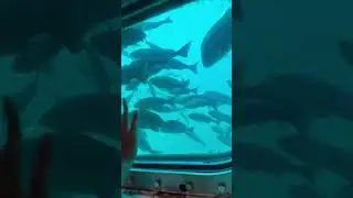 Under water wonders #japan #tokyo #seaworld #fishlovers #indian #cute #underseaworld #fish #tamil