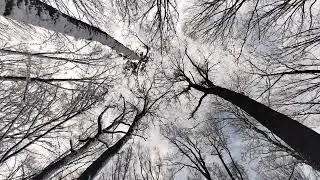 Trees dancing in the wind 🍃