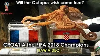 Octopus Paul Predicted FIFA 2018 Winner| Is it True?| Who is the FIFA 2018 Champion France | Croatia
