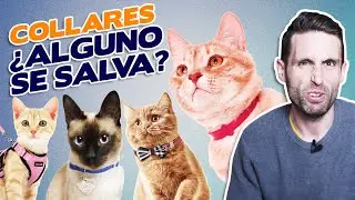 COLLARES para GATOS: ¿A FAVOR o EN CONTRA? 😼 | Los MEJORES y PEORES COLLARES para gatos