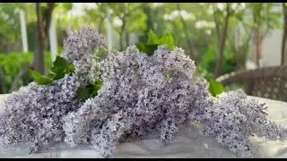 Lilac Bloom & Morning Birds | Relaxing Spring AmbienceЦветущая сирень и утренние птицы | весна