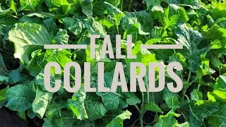 Collards Turnips Mustards Leeks Fall Garden Upstate NY Zone 6A-B