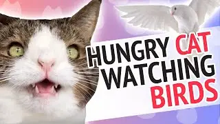 Cat talking to birds!