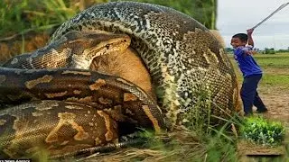 Amazing Snake Trap - Top 3 Viral Videos of Water Snake - How to Catch Snake in Cambodia