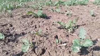 #Mustard Crop#Sowingtime#5Monthcrop#safewater#farming#safenature#chemicalfreefarming#villagelife
