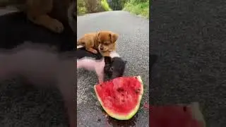#funnyvideos #funny #dog #animal#cute #zoo #nature