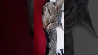kocourek Charlie dej  odběr na dal&scaron;&iacute; video