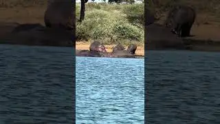 Hippo Family Hour at Sunset Dam&mdash;With Crocodile Guests!