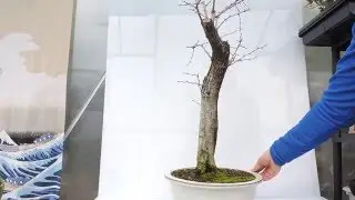 Bons&aacute;i (Prebonsai) Crataegus 2