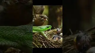 Snake vs Birds at Nest | Dramatic Wildlife Survival Moment