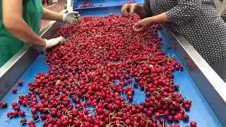CLIENT: ALPONFRUTTA - GENTLE WEIGHING LINE FOR CHERRIES - LINEA DI PESATURA DELICATA PER CILIEGIE