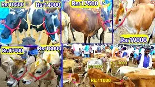 கிடாரி கன்றுகள் குறைவான விலையில் /Kitaary kandrukal/Thirumbi paar திரும்பி பார்