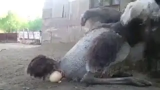 Mother Ostrich Laying Egg | Flightless Bird | Ratite | Struthio Camelus | Phylogenetic | Dinosaur