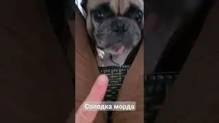 Sweet face | Солодка морда | Kurt | Курт