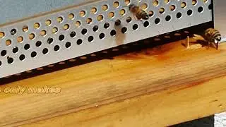 Observing the Hive Entrance