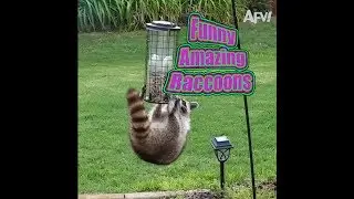 TRY NOT TO LAUGH | Why I love raccoons 😂😂😂 | Funny Videos November 2018