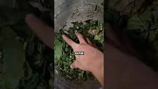 ternak ayam kampung modal kecil