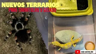 Nuevos TERRARIOS para mis TARÁNTULAS y GECKOS