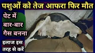 पशुओं को तेज आफरा(Tympany) फिर मौत||पेट में गैस बनना इलाज इस तरह से करें Bloat Treatment