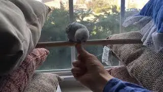 Chipper the Parakeet doing Tricks!