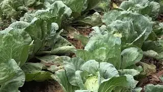 Episode 4/4 : Essaimer les pratiques agroécologiques